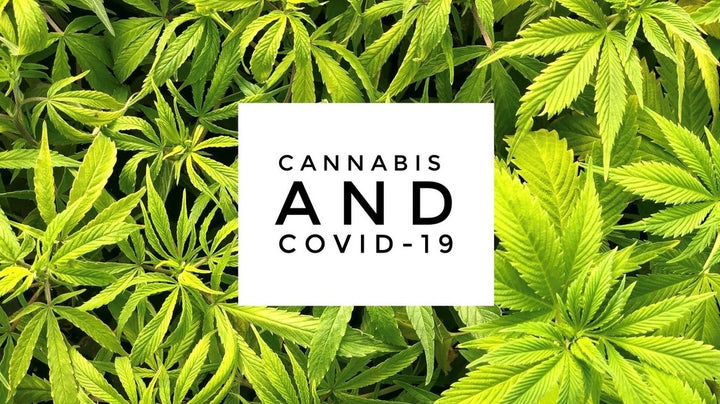 Cannabis Consumption, Vaccinations, and Covid-19: The basics